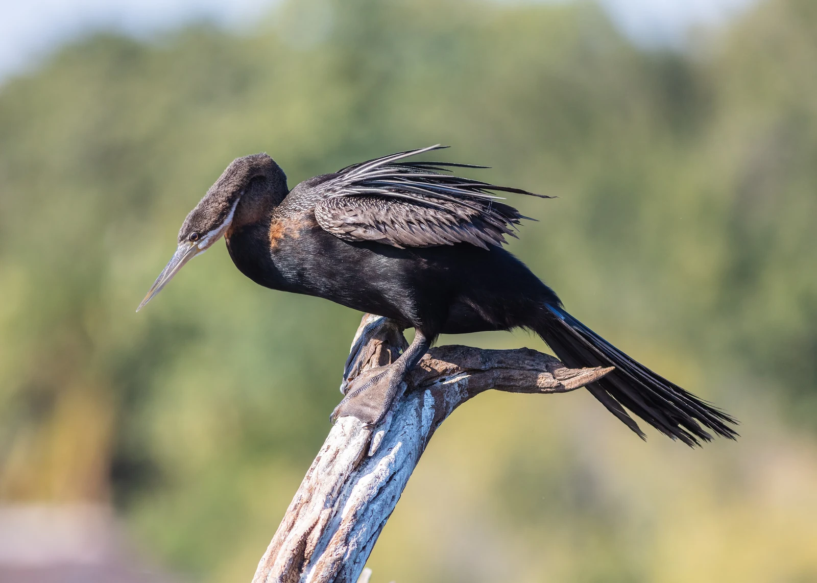 Afrikaanse slangenhalsvogel