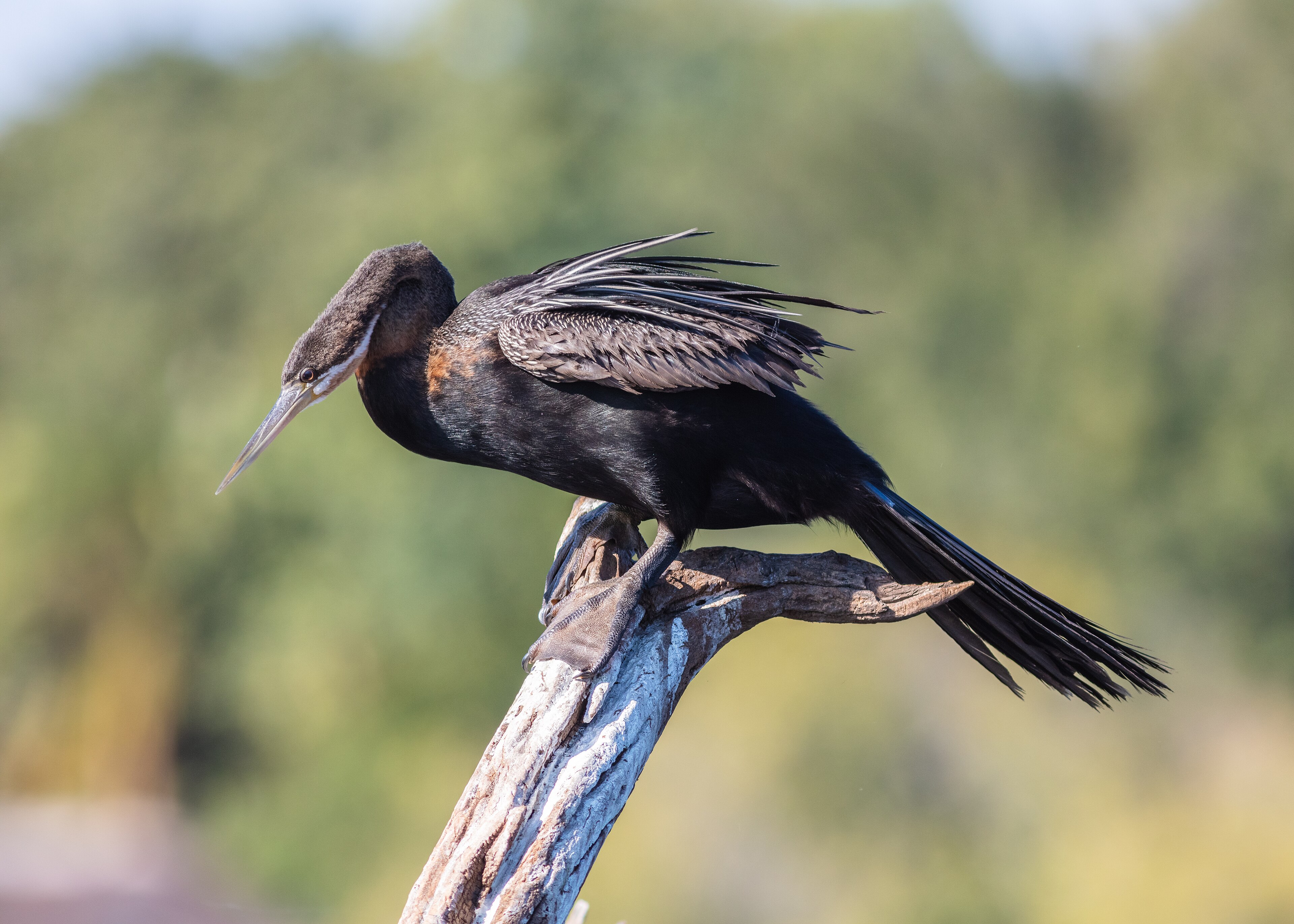 Afrikaanse slangenhalsvogel