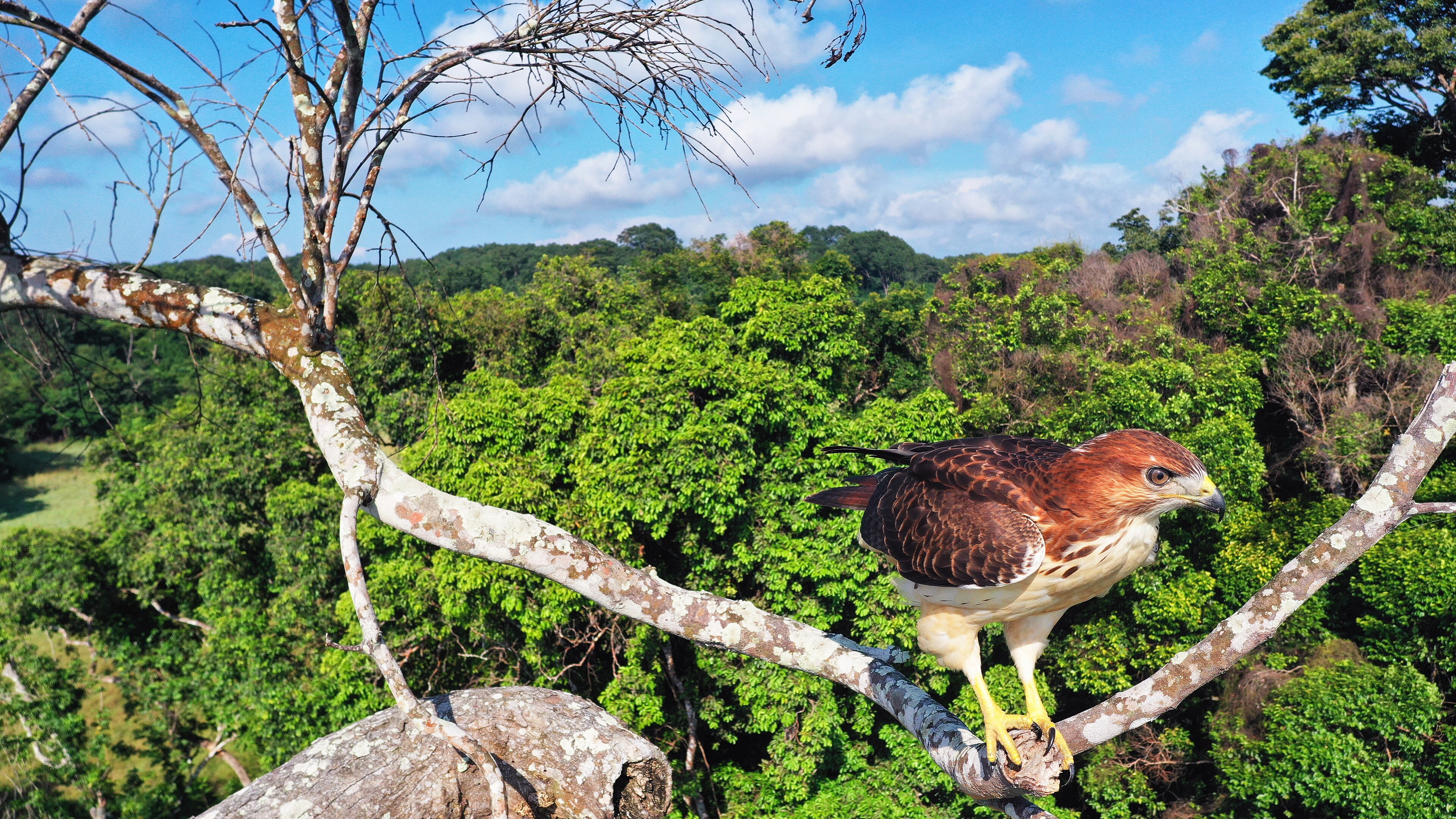 Afrikaanse roodstaartbuizerd