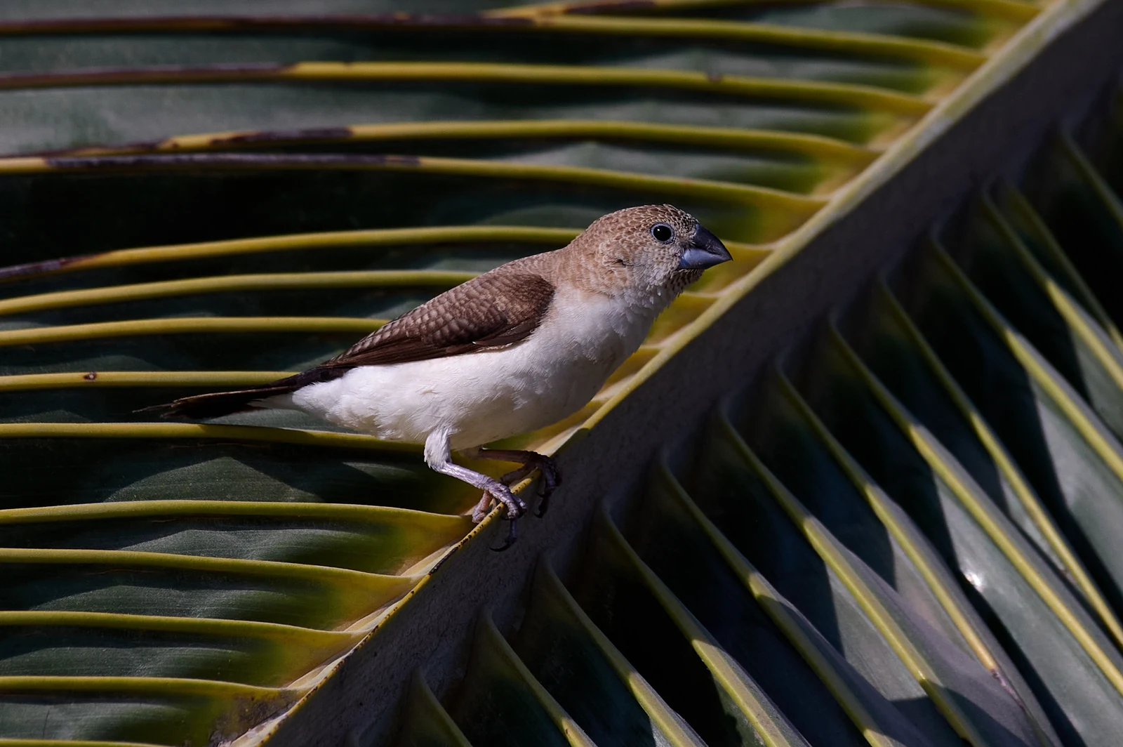 African Silverbill