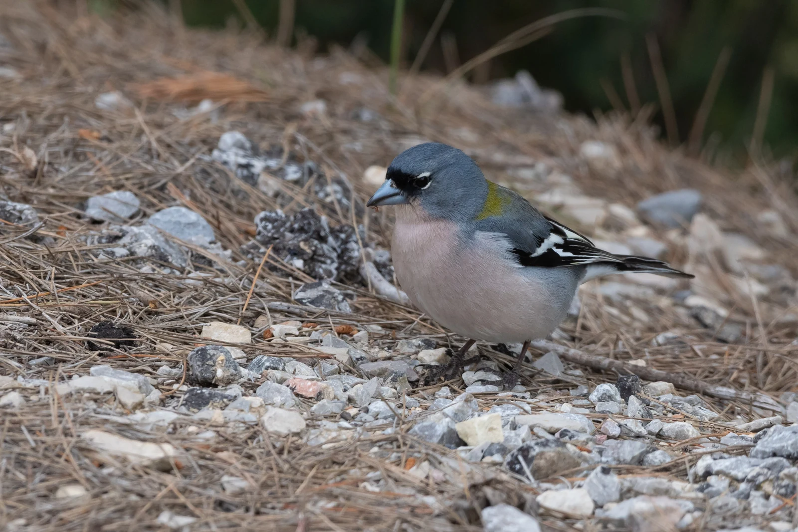 African Chaffinch
