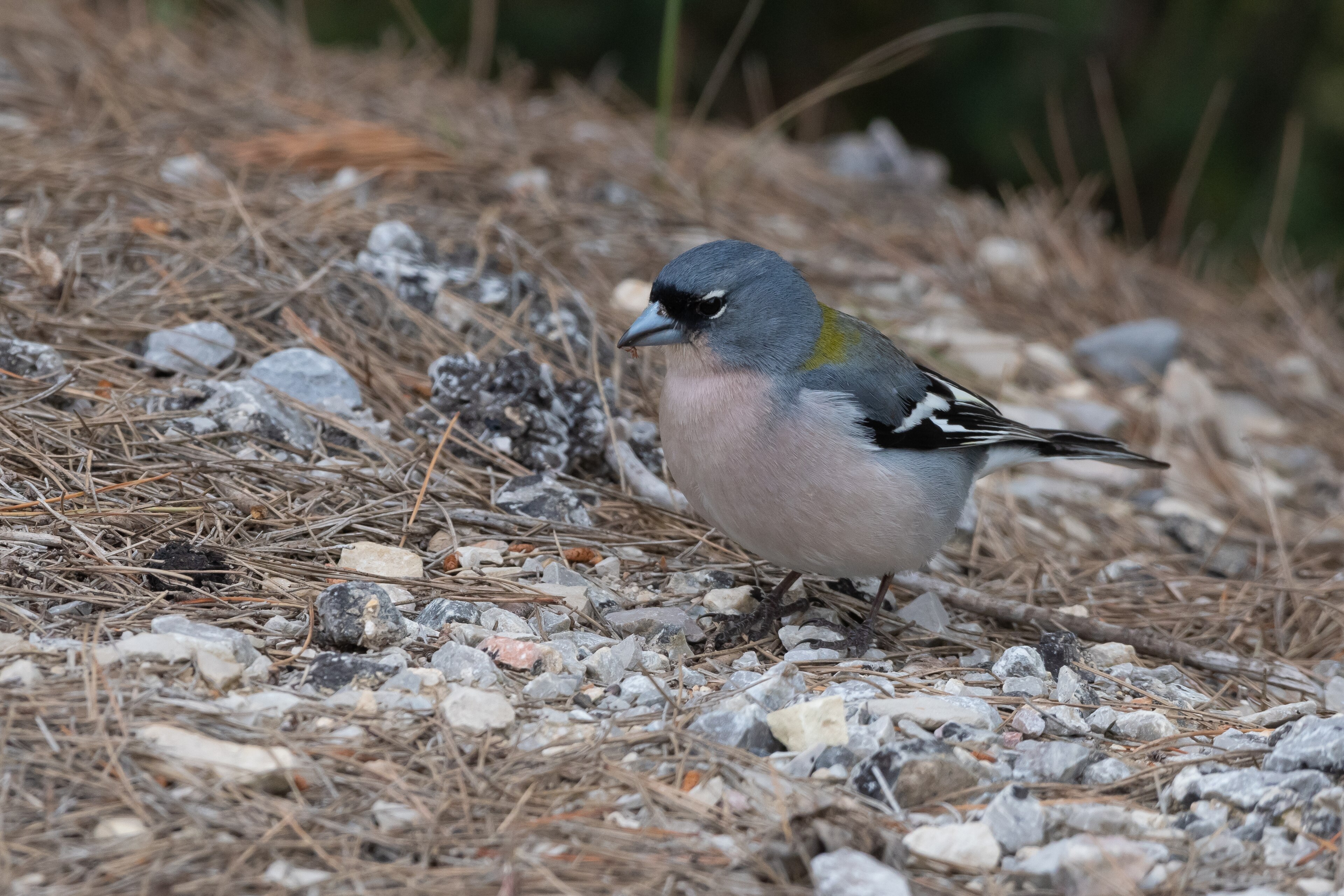 African Chaffinch