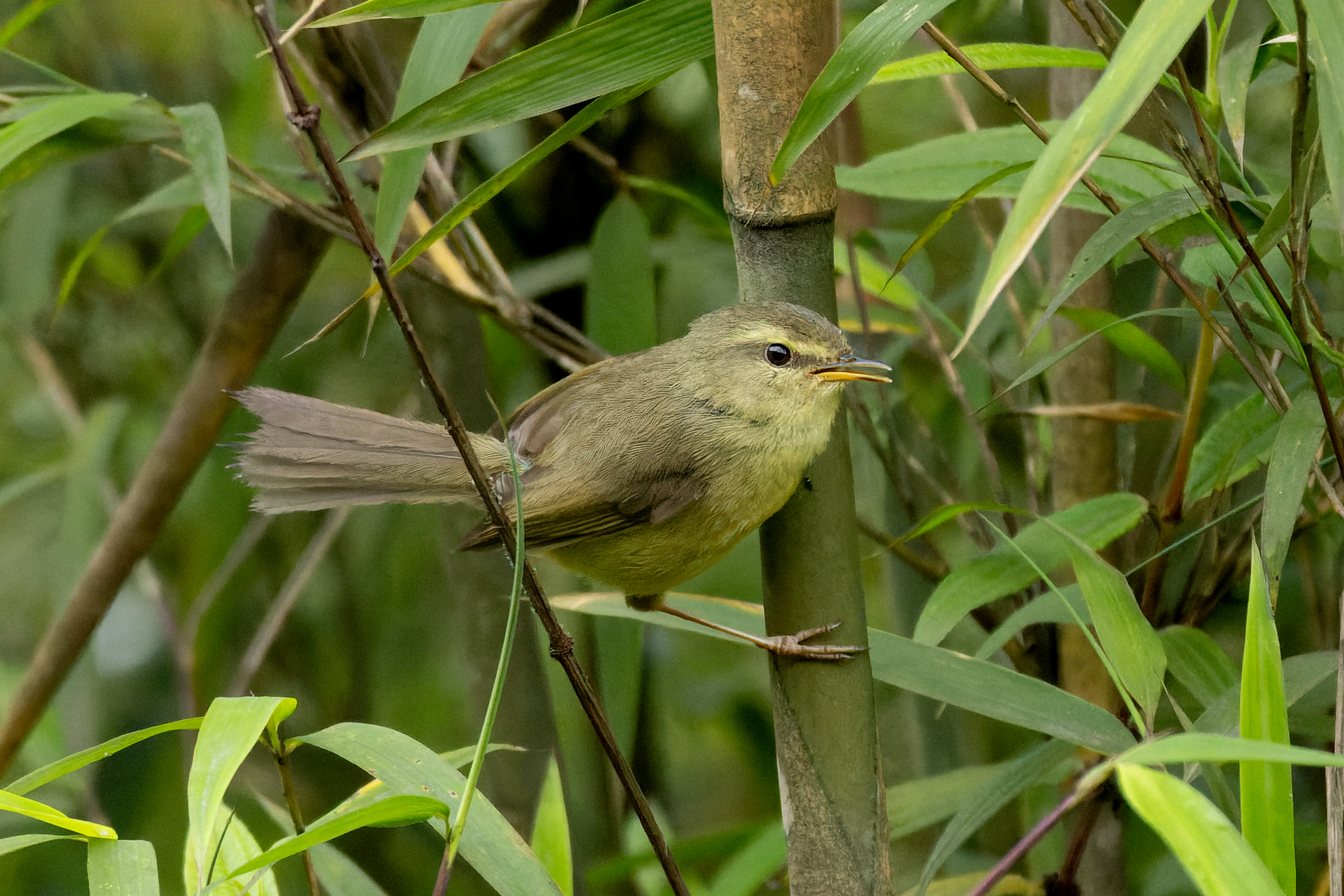 Aberrant Bush Warbler