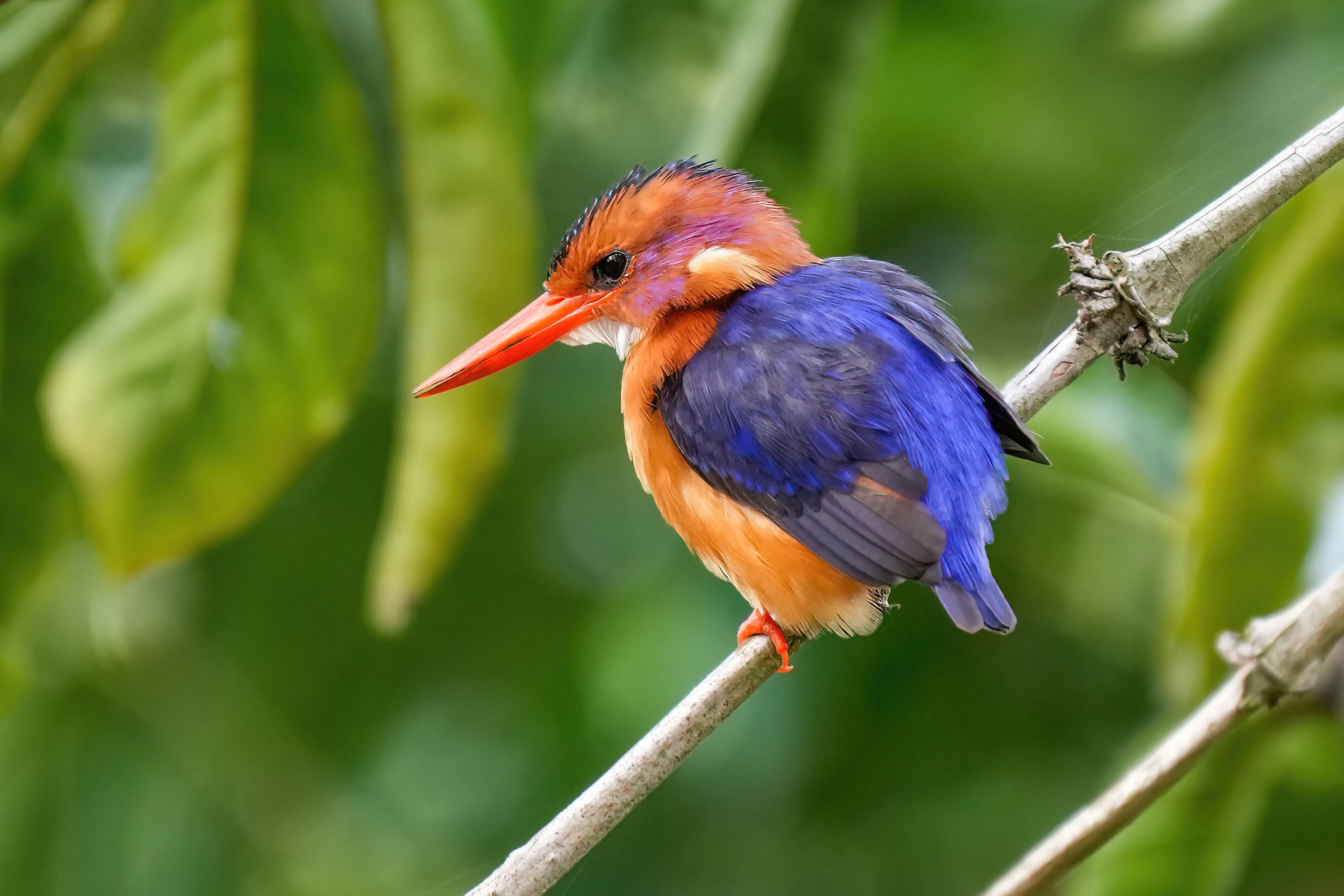 Afrikaanse dwergijsvogel