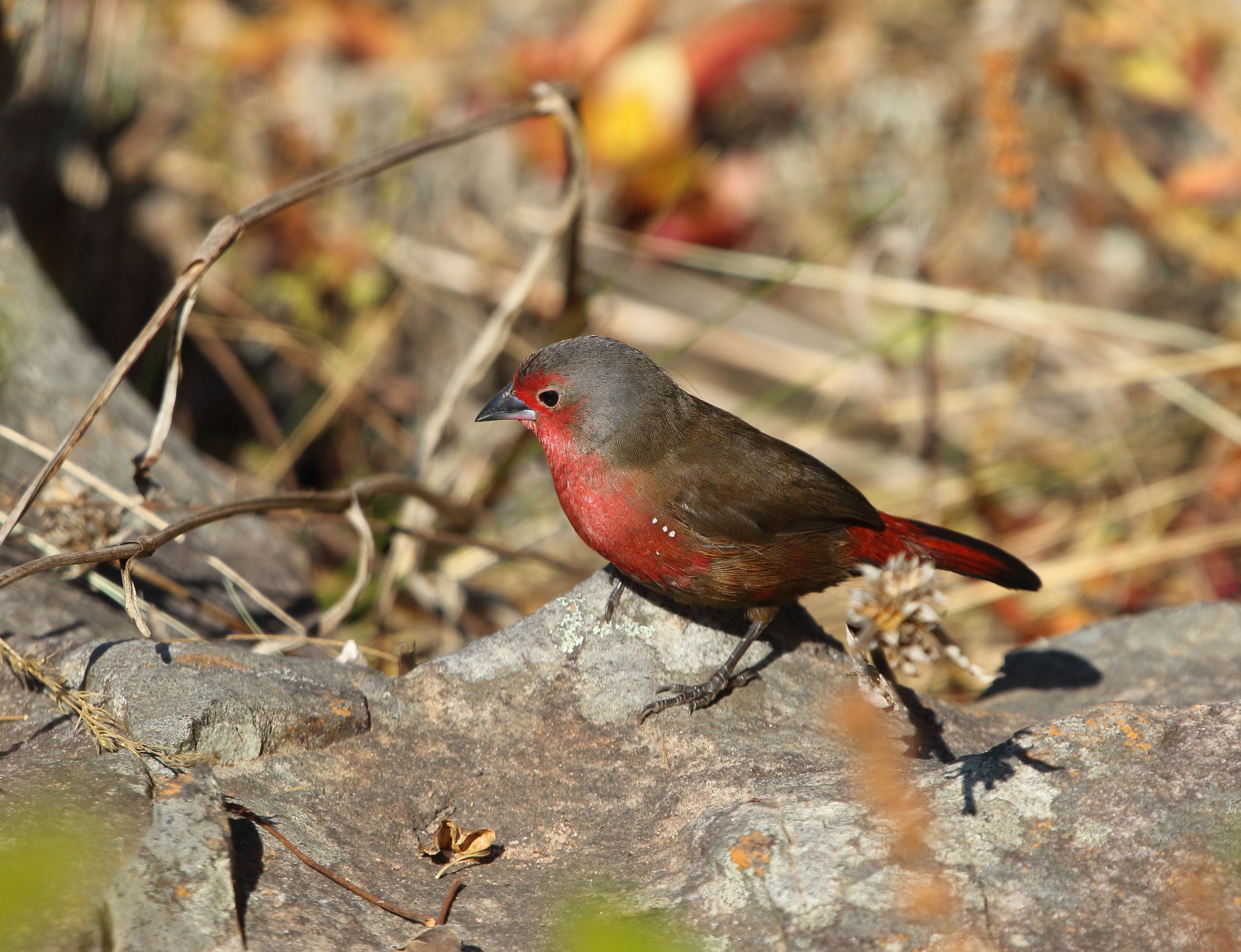 African Firefinch