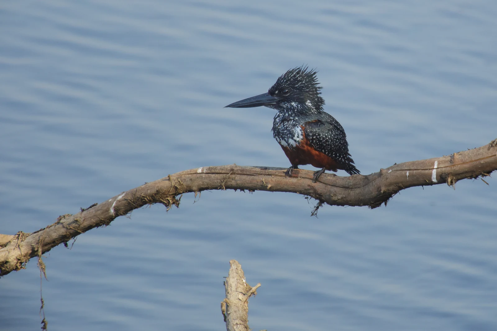 Afrikaanse reuzenijsvogel