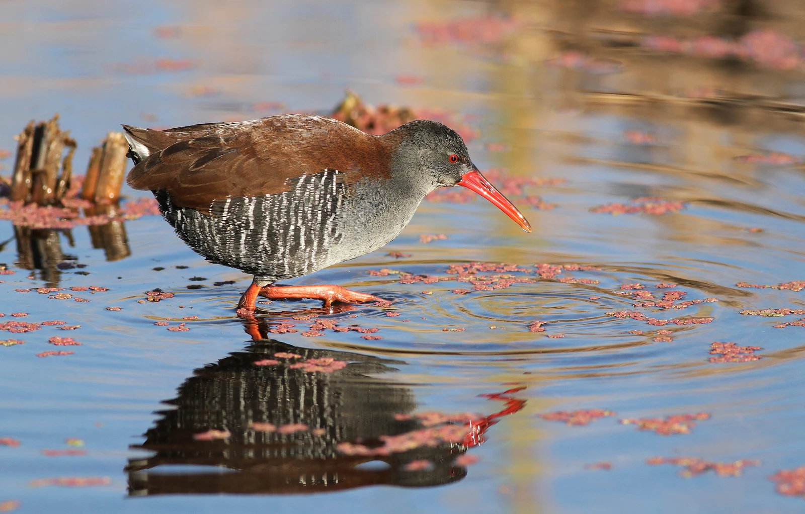 Afrikaanse waterral