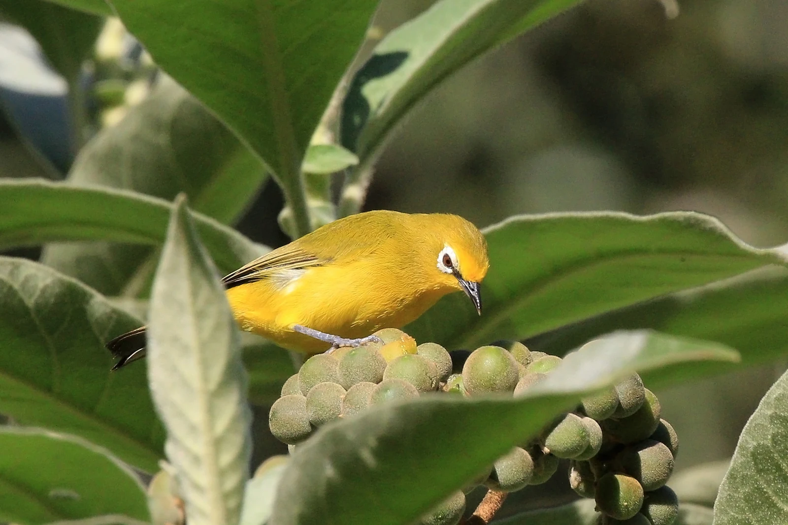 Afrikaanse brilvogel