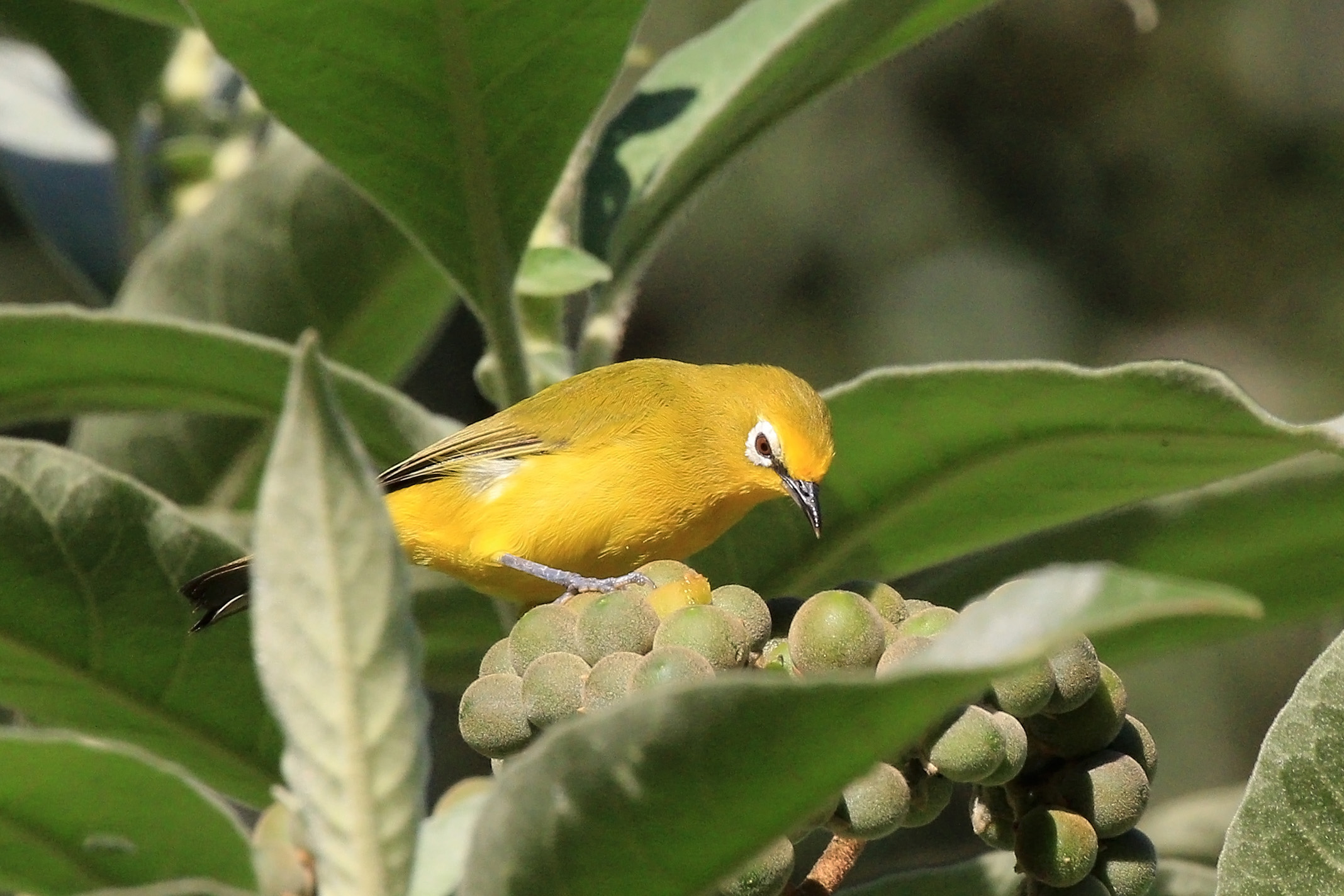 Afrikaanse brilvogel